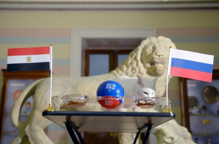 Achille le chat vedette du Mondial se range devant le drapeau de la Russie pronostiquant sa victoire sur l'Egypte, le 19 juin 2018 à Saint-Pétersbourg