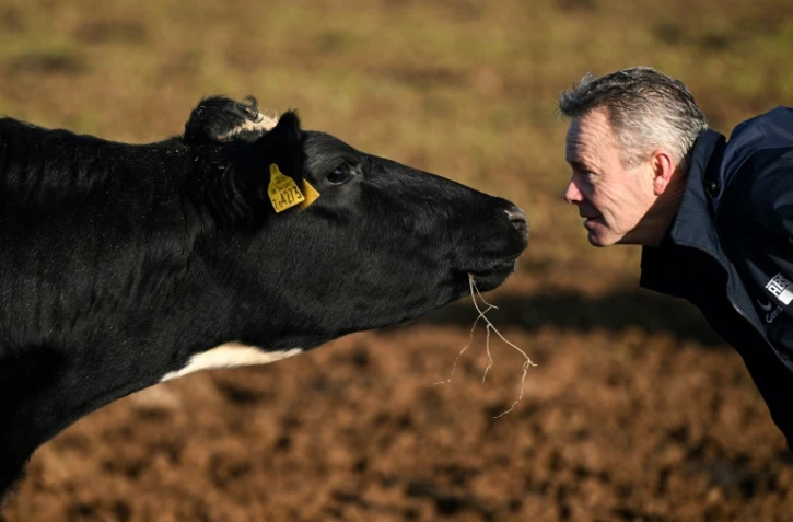 L'éleveur Adam Stanbury avec l'une de ses vaches dans son exploitation près de Barnstaple dans le sud-ouest de l'Angleterre, le 16 janvier 2025
