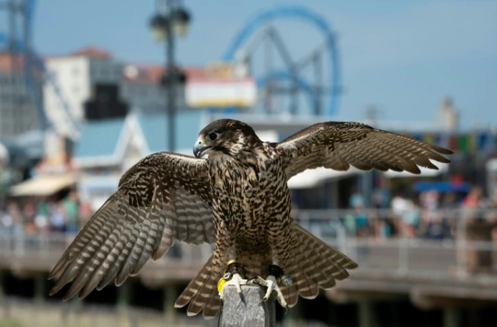 Blackberry, l'un des rapaces d'Ocean City, le 20 août 2019 dans le New Jersey