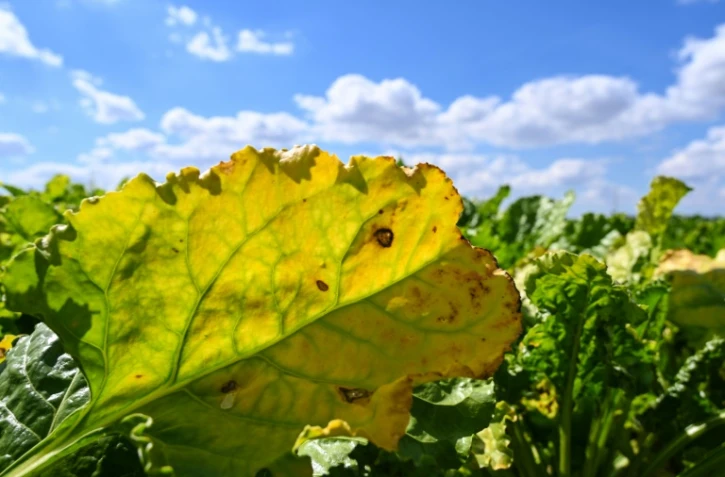 Une feuille de betterave infectée par le virus de la jaunisse de la betterave à Oye-Plage, dans le Pas-de-Calais, le 4 août 2020