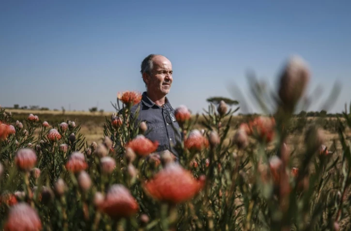 L'agriculteur Nico Thuynsma et l'une des variétés de protéas poussant dans sa ferme de Cullinan, à l'est de Pretoria, le 3 juin 2025 en Afrique du Sud
