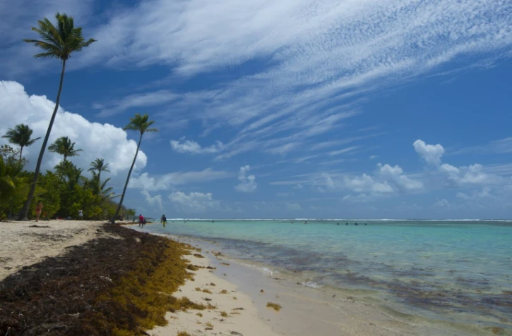 Des algues sargasses sur la plage de Sainte Anne en Guadeloupe le 23 avril 2018