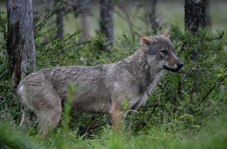 Le nombre de loups est resté relativement stable en France en 2025, avec une population estimée à 1.082, soit 69 de plus en un an
