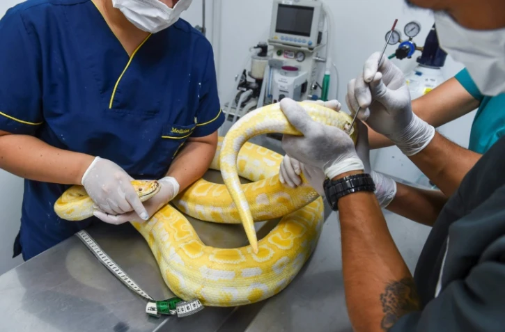 Des vétérinaires procèdent à un prélèvement sur un boa au zoo de Santa Fe à Medellin, le 19 juillet 2019 en Colombie