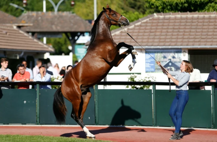 Un poulain pur sang est présenté au public, le 15 août 2016 à Deauville, lors des enchères de yearlings