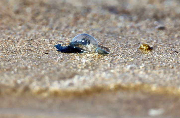 Une physalie, un invertébré marin très urticant, sur la plage d'Hendaye, dans les Pyrénées-Atlantiques, le 4 août 2025
