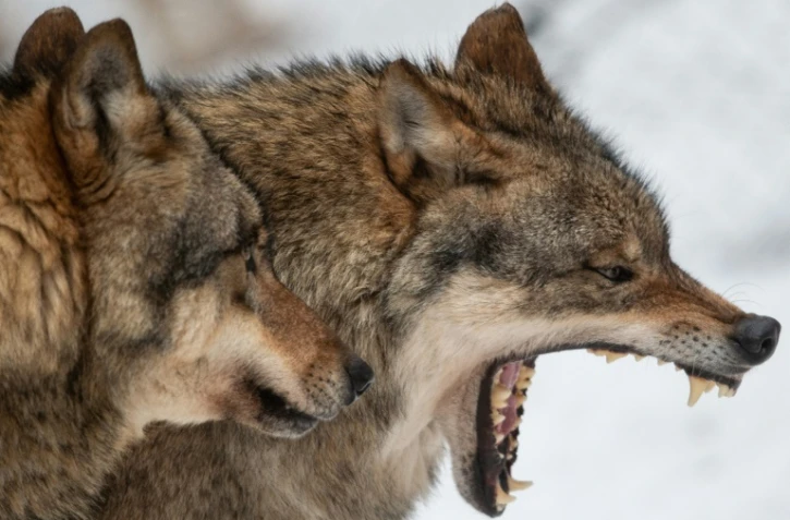 Des loups photographiés dans un parc animalier à Neuhaus en Allemagne, le 3 février 2019