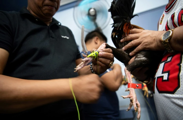Sur cette photo prise le 5 juillet 2025, un amateur de combats de coqs attache un éperon à la patte d'un animal avant un combat de coq dans la province de Bulacan, une banlieue de Manille
