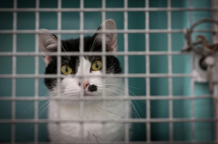 Un chat abandonné dans un refuge de la SPA à Chamarande, en France, le 29 juillet 2021