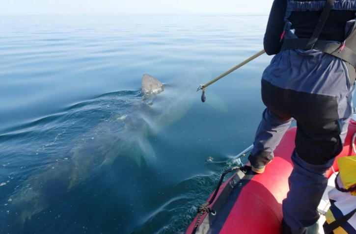 Sur cette image diffusée le 7 août 2018 par l'APECS (Association pour l'étude et la conservation des sélaciens), un scientifique tente de fixer une balise autour de l'aileron d'un requin pèlerin