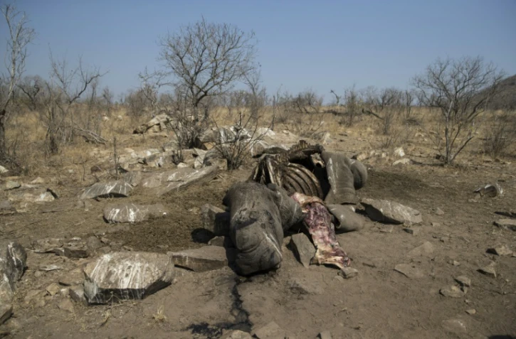 La carcasse d'un rhinocéros blanc abattu par des braconniers pour récupérer ses cornes, dans le parc national Kruger, en Afrique du Sud, le 21 août 2018. 