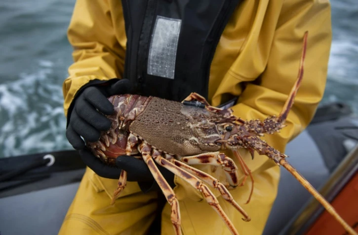 Une langouste équipée d'un émetteur acoustique dans le cadre d'un projet scientifique, le 13 décembre 2022 à Perros-Guirec, dans les Côtes d'Armor