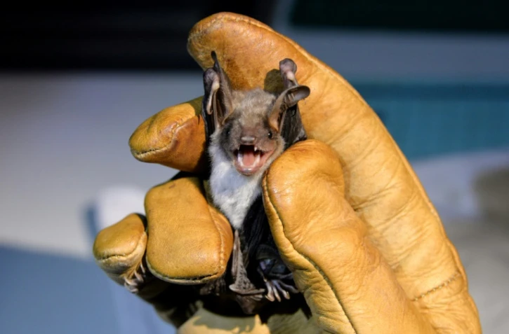 Chauve-souris