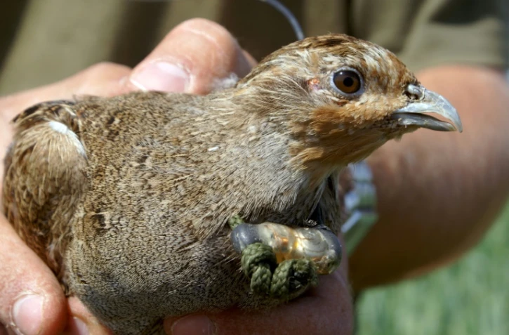La perdrix fait partie des oiseaux qui se raréfient dans les campagnes, selon le CNRS et le Museum d'histoire naturelle