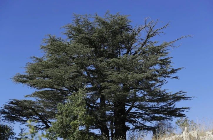 Un cèdre dans la forêt de Tannourine, le 30 octobre 2018 au Liban