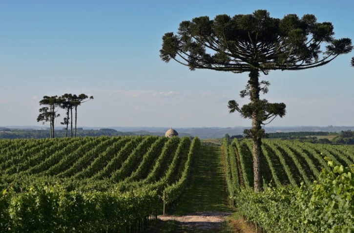 Le vignoble de la Familia Geisse à Pinto Bandeira, dans le sud du Brésil, le 3 décembre 2019