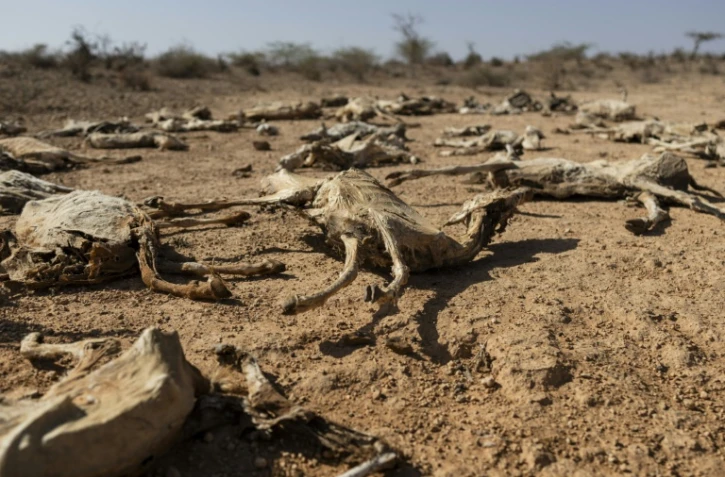 Des carcasses de chèvres dans le nord-est du Kenya, frappé par la sécheresse, le 21 janvier 2026