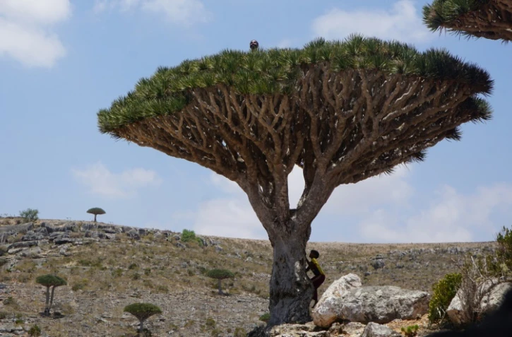 Un dragonnier de Socotra, le 16 avril 2021 au Yémen