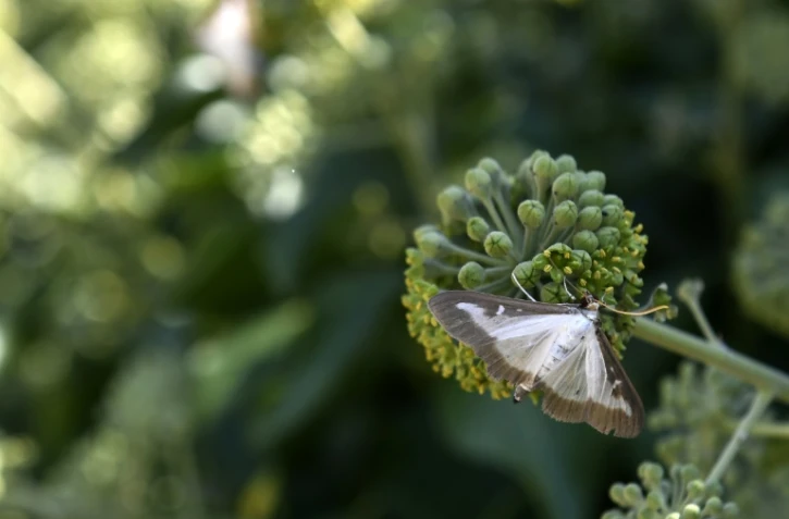 Pyrale du Buis dans les jardins du château de  Grignan dans le sud-est le 7 septembre 2016