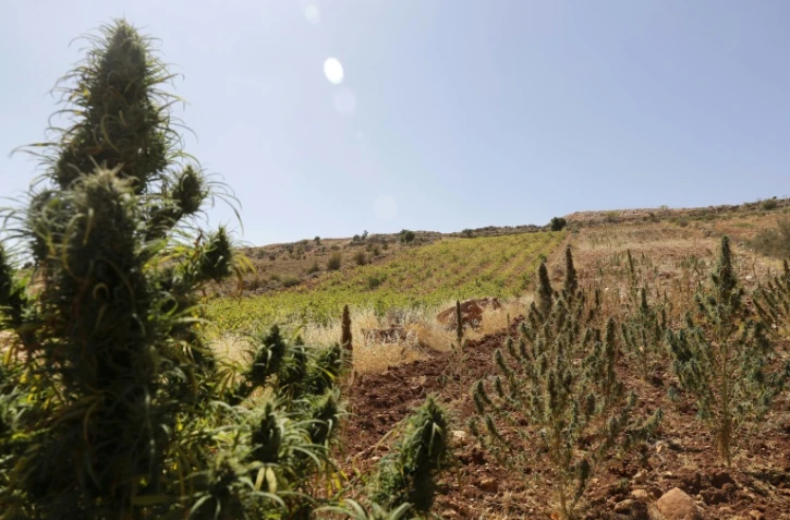 Un plant de cannabis avec en arrière plan un vignoble, dans la vallée de la Bekaa, au Liban, le 3 octobre 2017