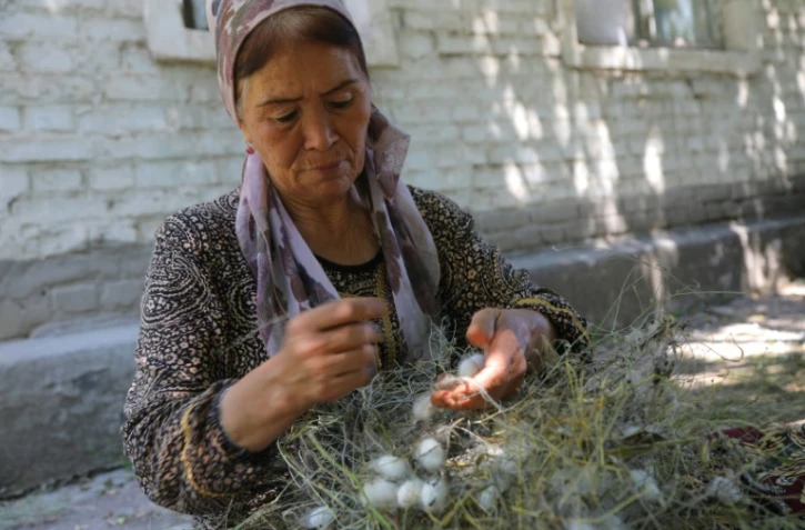 Zoubaïda Pardaïeva récolte des cocons de vers à soie à Nourafchon, le 2 juin 2024 en Ouzbékistan