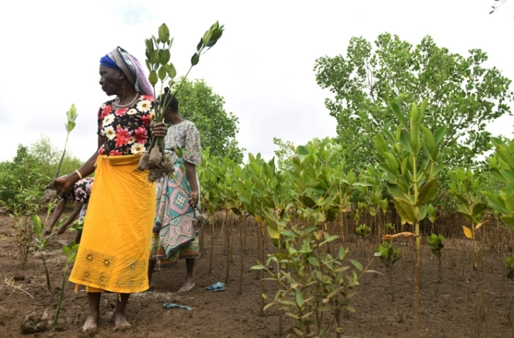 Des femmes de l'organisation de conservation et de développement de la rivière Sabaki (SARICODA) tiennent des plants de mangrove pour les planter à Malindi, au Kenya le 10 février 2022.