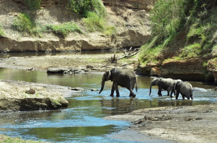Une famille d'éléphants travers la rivière Mara, au Kénya, le 13 février 2017 
