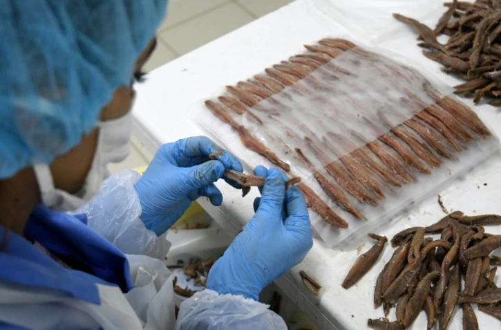 Une employée emballe des anchois dans une usine de Durrës, le 28 mars 2020 en Albanie