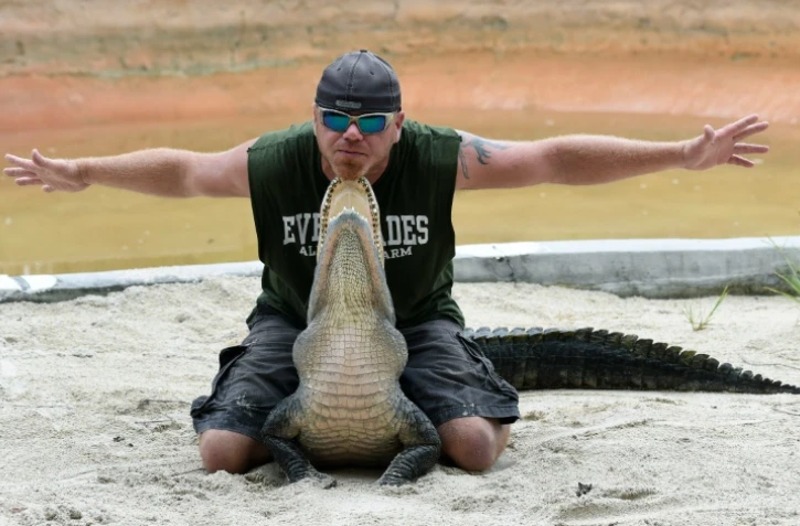 En Floride, de nombreux site d'élevages offrent des spectacles d'alligators, animal emblématique de cet Etat américain, comme ici le 24 juin 2016 à Homestead