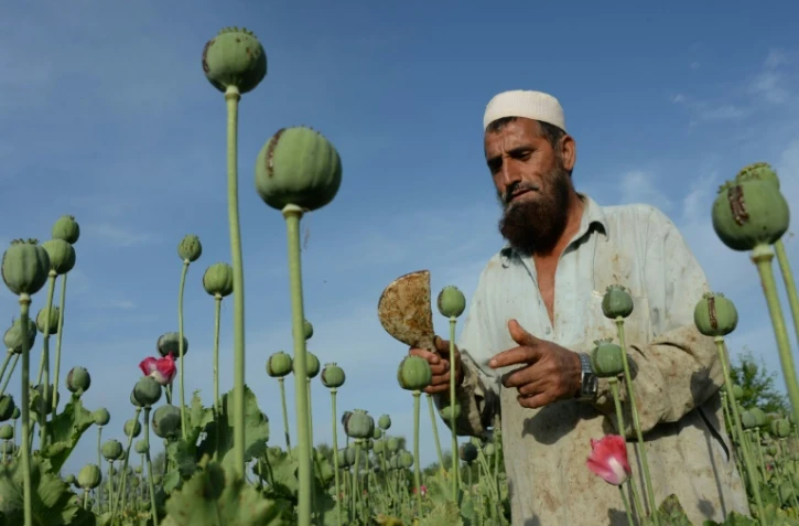 Un agriculteur dans un champ de pavot dans la province de Nangarhar, en Afghanistan, le 19 avril 2016