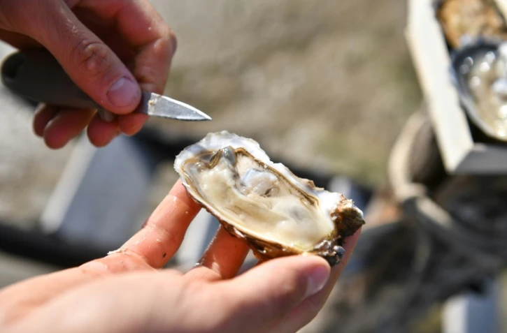 La société So'ooh est capable de produire plus d'une tonne d'huîtres parfumées par jour