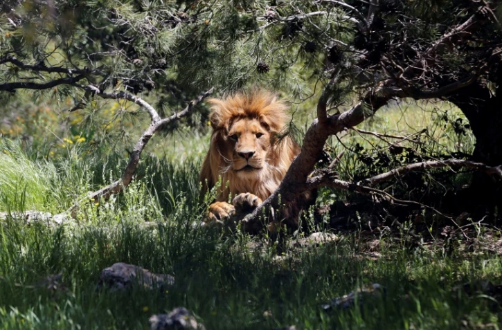 Un lion dans un enclos de la réserve de Jerash (Jordanie), le 10 avril 2019