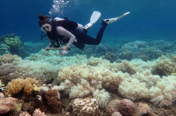 Une plongeuse examine des coraux blanchis sur l'Ile d'Orphée sur une photo prise par Greg Torda et fournie par le Centre d'excellence pour les études sur les récifs coralliens de l'Australian Research Council (ARC)