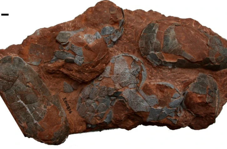 Des ?ufs fossilisés d'oviraptorosaures vieux de 70 millions d'années, provenant du sud de la Chine