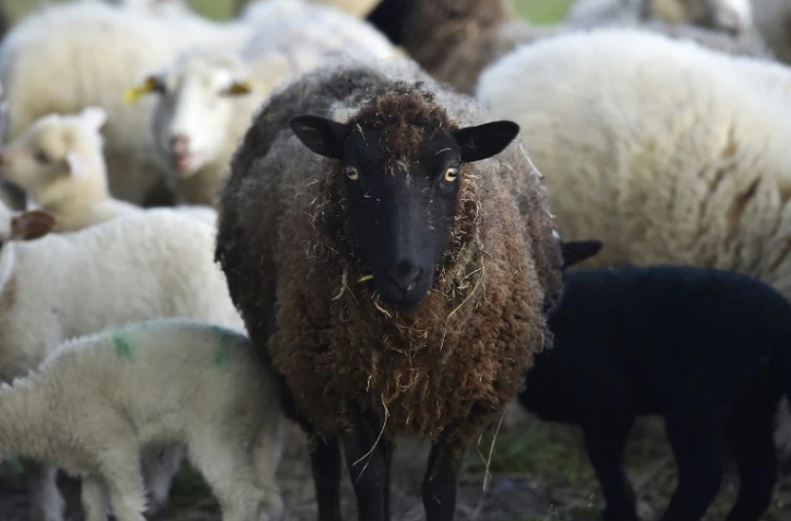 Le département des Hautes-Alpes est confronté à une épidémie animale de fièvre charbonneuse