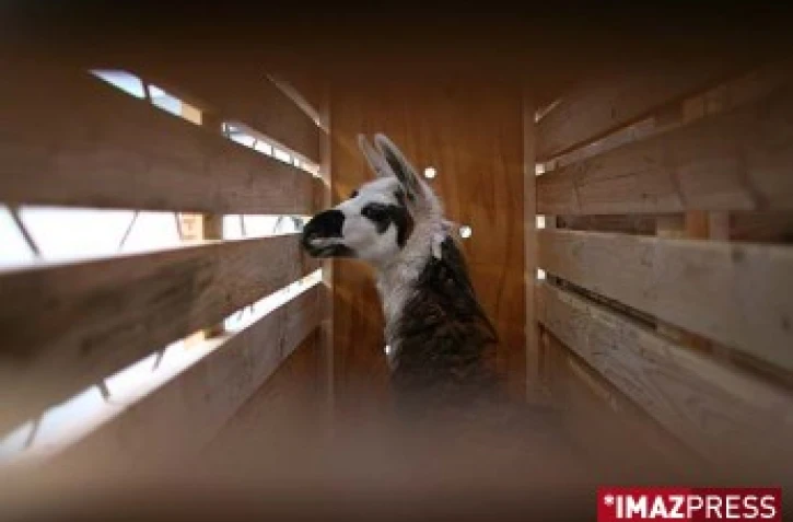 Mercredi 19 décembre 2007 -

Le vol cargo d'Air France a accueilli des &quot;passagers&quot; très spéciaux, en l'occurrence deux lamas