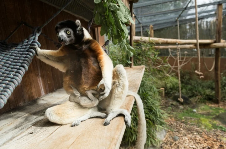 Poppy, maman d'un propithèque couronné (Propithecus coronatus) de la famille des lémuriens né mi-février, allaite son bébé, le 5 mars 2019 au parc zoologique de Mulhouse
