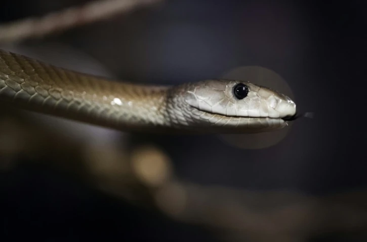 Serpent mamba noir (Dendroaspis polylepis) installé le 5 octobre 2018 au Palais de la découverte