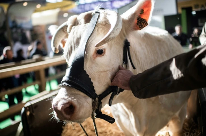 La vache Idéale, égérie du Salon de l'agriculture, le 21 février 2020 à la Porte de Versailles, à Paris