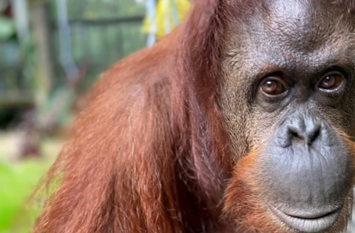 L'orang-outan Sandra, au Centre pour les grands singes, près de Wauchula, en Floride, le 6 novembre 2019