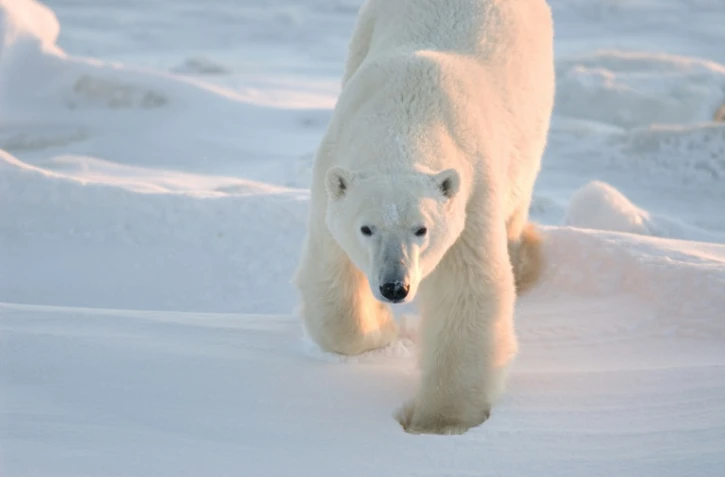 Photo transmise le 17 juillet 2020 par l'association Polar Bears International, montrant un ours polaire à Churchill, dans le Manitoba, Canada, en 2007