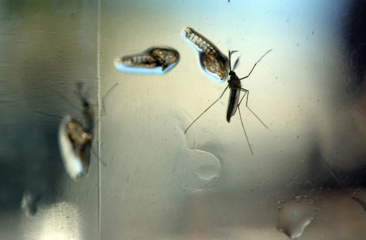Un moustique Aedes, vecteur du Zika, photographié dans un laboratoire de recherche à Salvador, le 7 février 2016