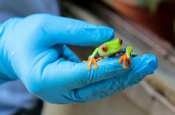Yesenia Talavera montre une grenouille aux yeux rouges (Agalychnis callidryas) dans l'élevage d'animaux exotiques Exotic Fauna, situé près de Managua, le 27 juin 2022 