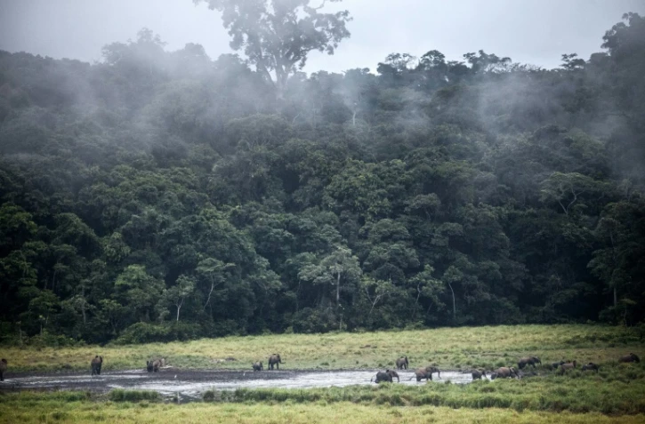 Des éléphants dans la forêt gabonaise, dans le parc naturel d'Ivindo, près de Makokou, le 26 avril 2019