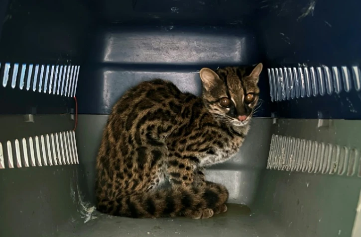 Un margay, petit chat tacheté, après avoir été saisi par les autorités, dans une cage de transport à l'hôpital pour animaux sauvages Tueri de l'université San Francisco, le 2 octobre 2023 à Quito, en Equateur