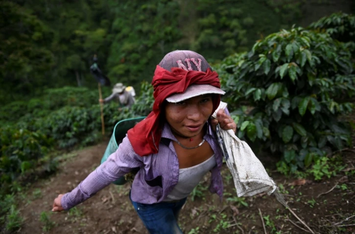 Erika Aisama, une femme transgenre de l'ethnie des Emberas Chami, travaille dans une plantation de café où elle a trouvé refuge à Santurio en Colombie, le 10 mai 2019