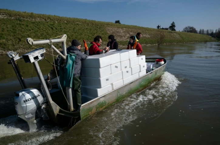 Des pêcheurs et des techniciens transportent des civelles sur la Loire à Saint-Martin-de-la-Place, le 14 février 2025 en Maine-et-Loire
