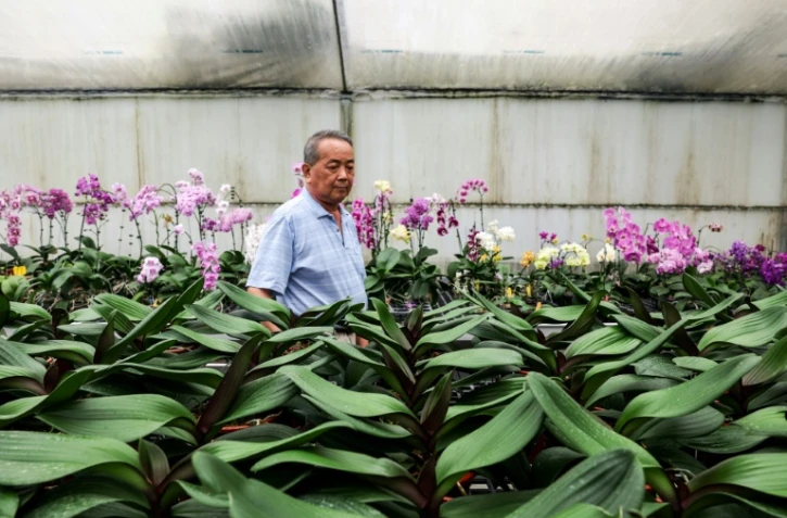 Lee Tsang-yu, un horticulteur taiwanais, inspecte ses orchidées le 5 août 2025 à Houbi, dans le sud-ouest de Taïwan