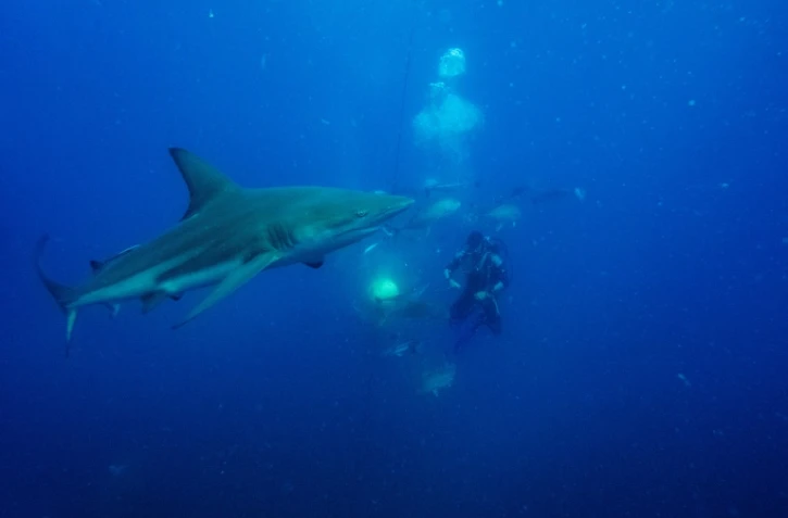 Gary Snodgrass agite un leurre près d'un requin, à Umkoaas, près de Durban, en Afrique du Sud, le 10 décembre 2020