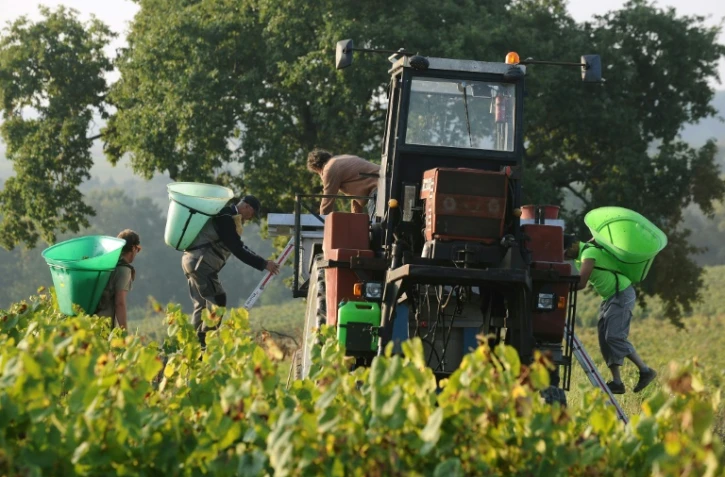 Vendanges dans un vignoble à La Haie-Fouassière près de Nantes, en septembre 2014